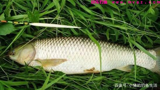 「野钓」怎么钓草鱼？