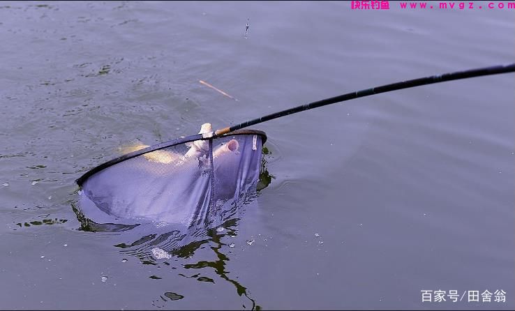 不要总是抱怨草鱼难钓，做好这些功课，就能