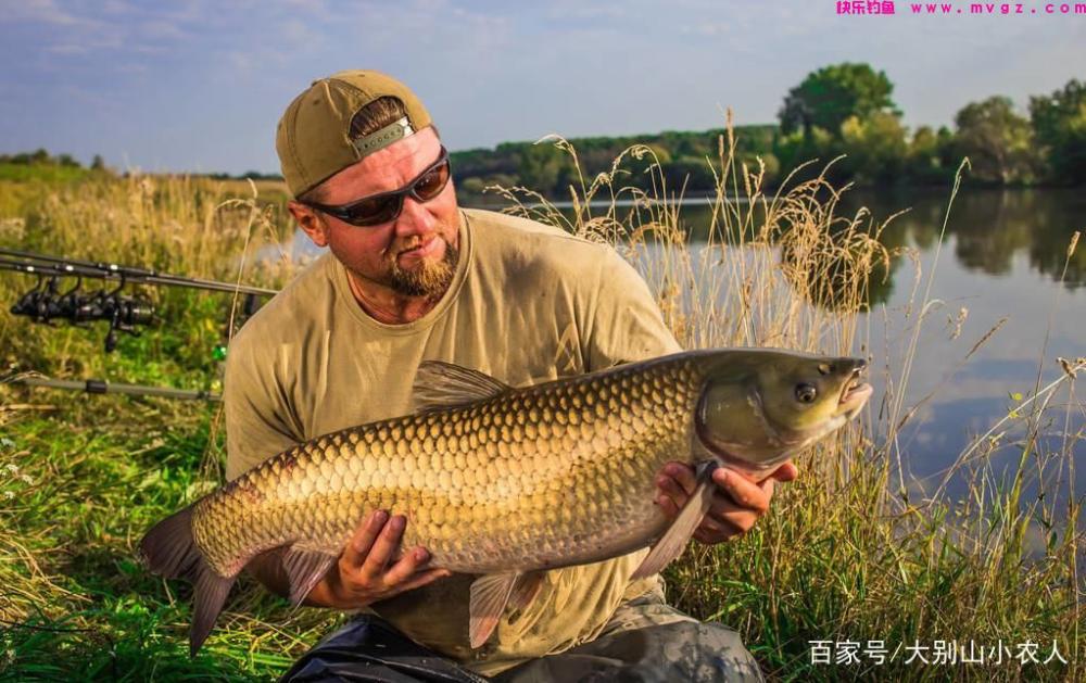 草鱼到底怎么钓？这5种钓法任你选，详解：