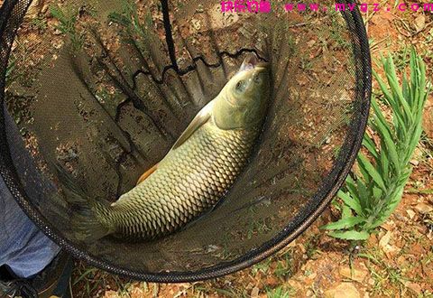 堪称经典：18种经钓友考验过的饵料配方