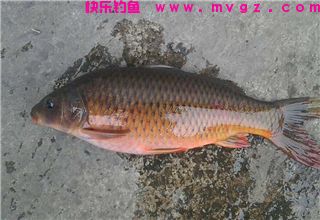 秋季钓鲤鱼的饵料选择及用饵技巧