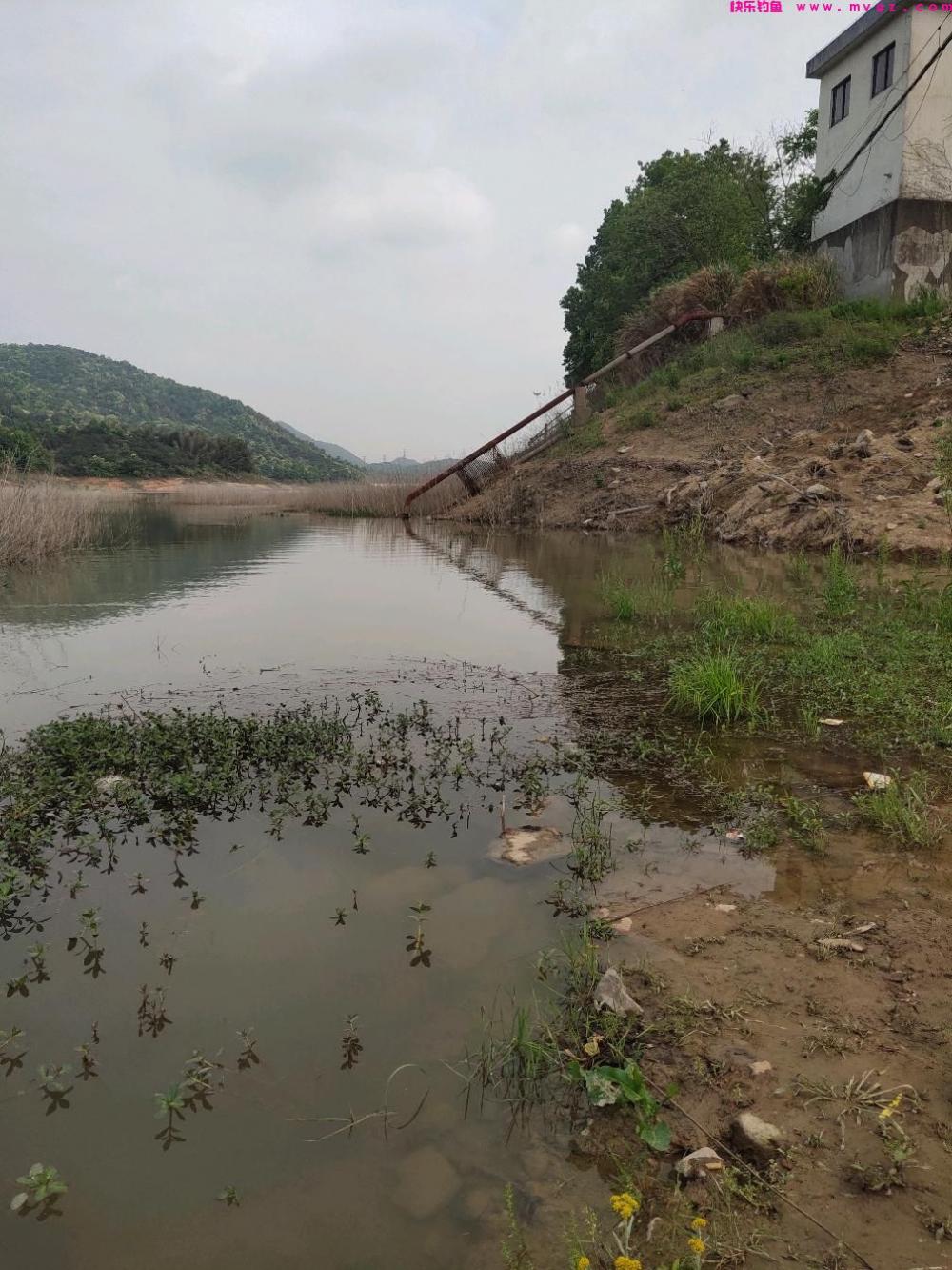 三月三鲤鱼上河滩，钓鲤鱼季节来了。推荐老