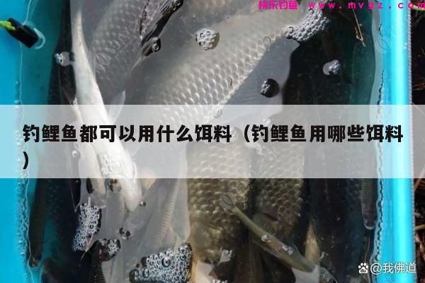 钓鲤鱼都可以用什么饵料（钓鲤鱼用哪些饵料