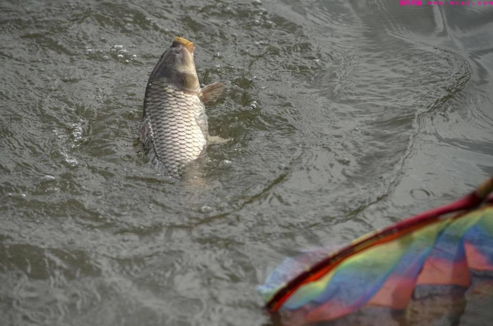 野钓鲤鱼，水里有鱼却不开口？原因可能是这