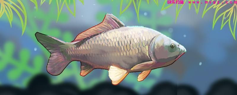 秋季能钓鲤鱼吗，用什么钓