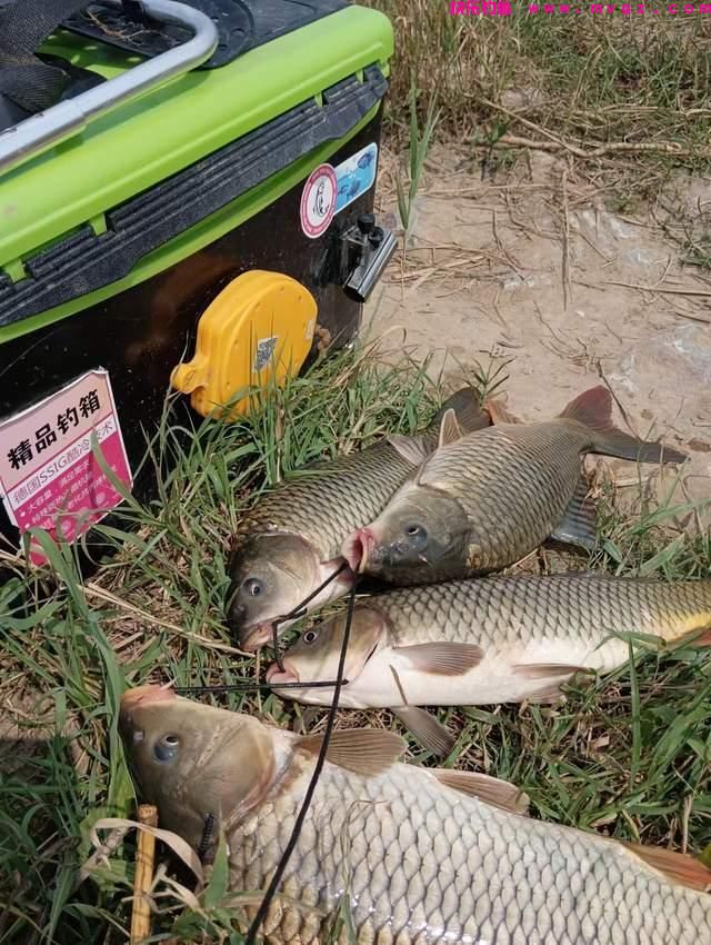 仲春野钓鲤鱼攻略，藏身之地暴露，个体都不