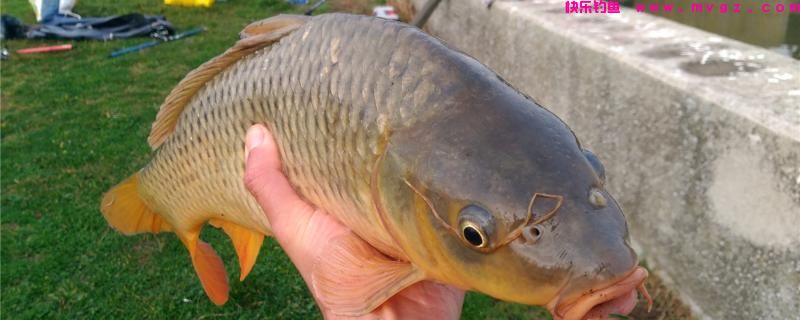 鲤鱼在什么地方可以钓，钓鲤鱼怎么钓