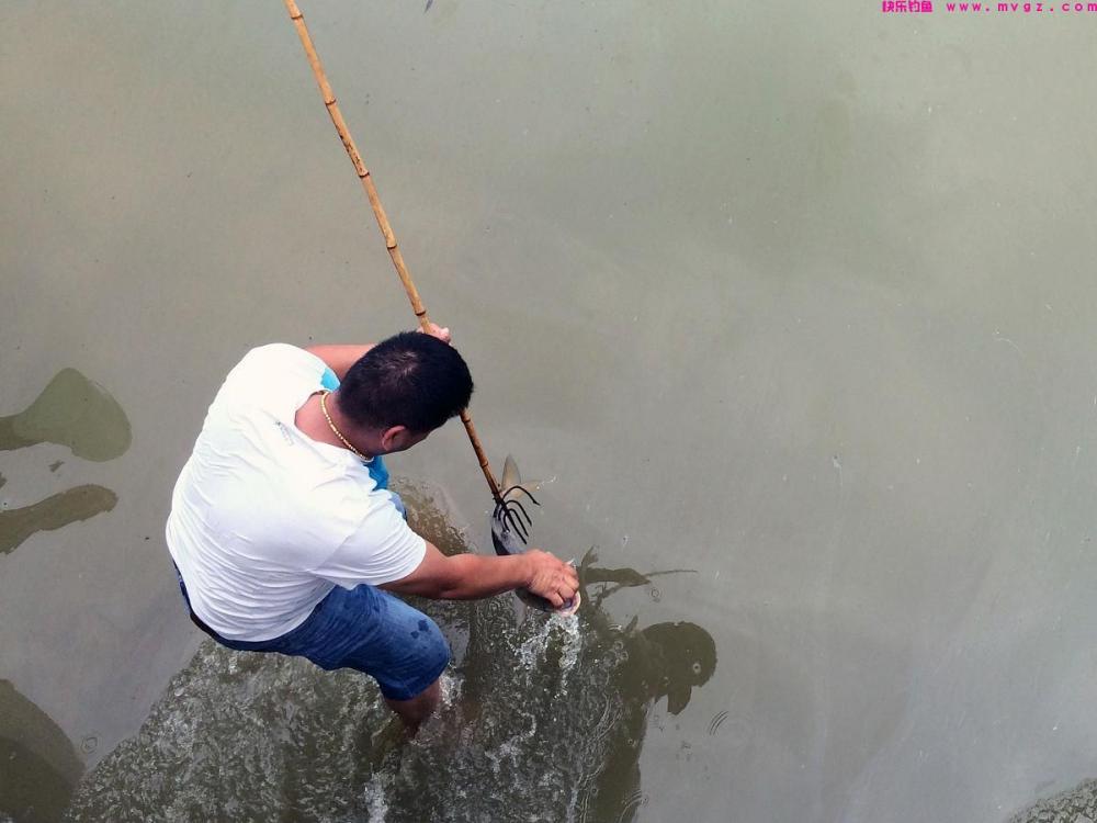 《享受大自然的乐趣！野钓鲤鱼的方法和技巧