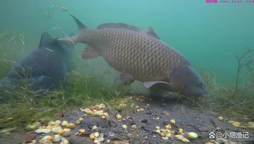 谷雨前后钓鲤，掌握鲤鱼3个习性及四个核心