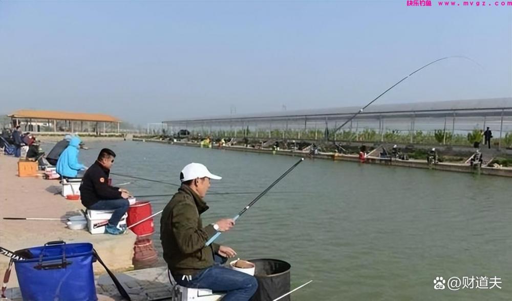 春季钓鲤鱼：这些饵料最有效，让你轻松收获