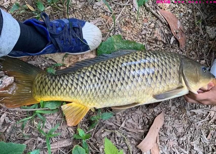 鲤鱼非常难钓，半年也碰不上一两条？4个野