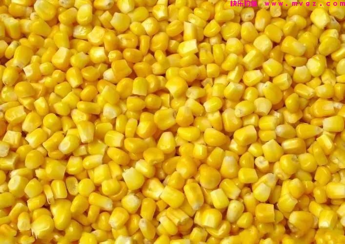 晚秋野钓大鲤鱼，使用这几种饵料，多钓三五