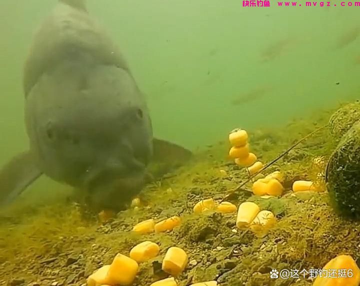 钓鲤鱼不要拘泥于钓目！改变钓目和子线长度