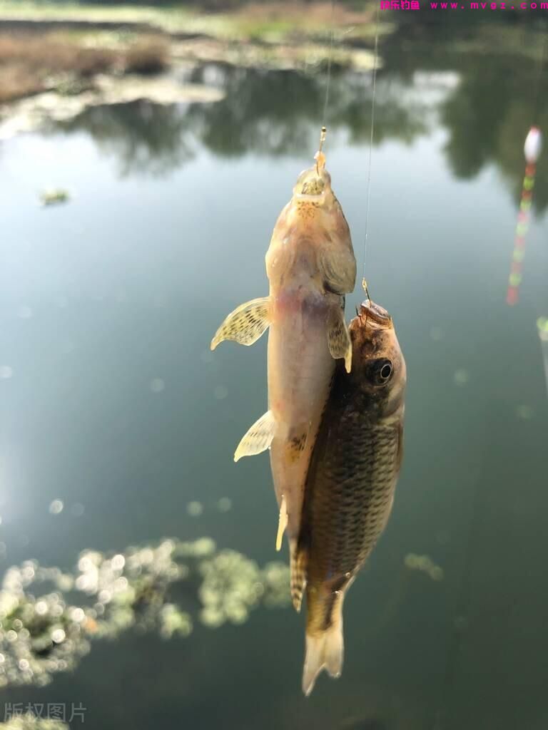 有什么钓鲤鱼、草鱼的好方法吗？