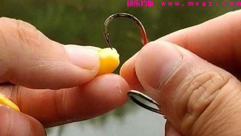 用玉米钓鲤鱼有4个注意事项，全做到了，鱼