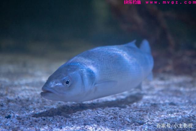 清明后鲤鱼狂口，记住4个“核心套路”，让