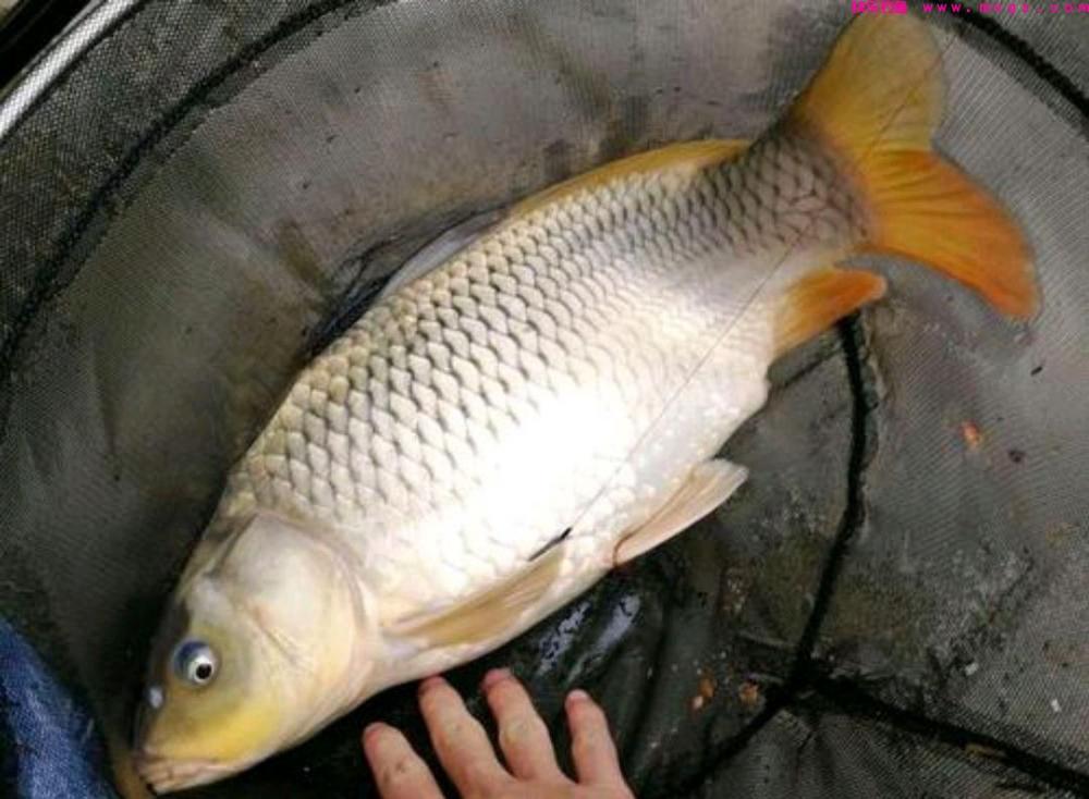 春季钓鲤鱼只要掌握这四步，想不爆护都难