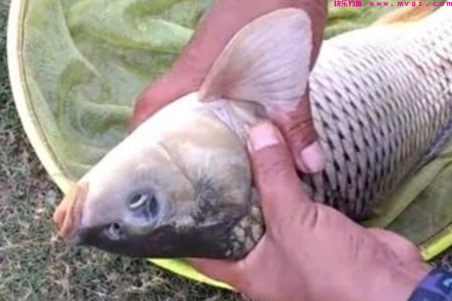 春天这样诱钓鲤鱼，方法简单，上鱼又快又狠