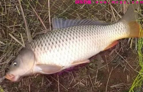 野钓大鲤鱼，牢记这“4点”，掌握2个，半