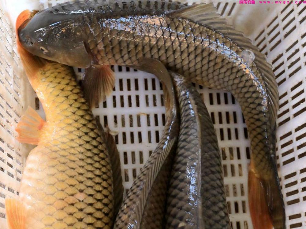 钓鲤鱼的方法，掌握技巧才行