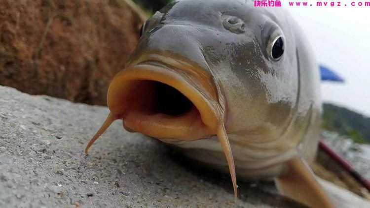 用什么钓鲤鱼？