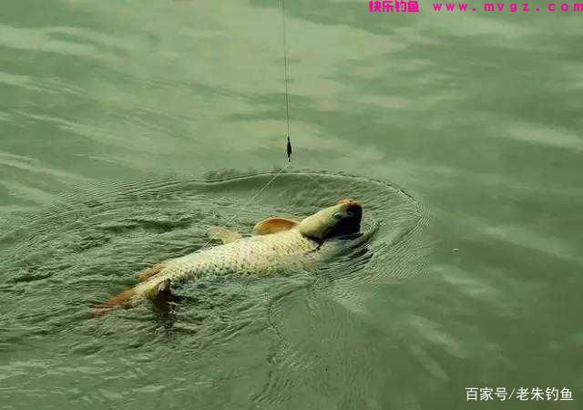 钓鱼随记-野钓鲤鱼方法