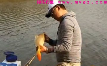 钓鲢鳙效果非常好的几种饵料配方