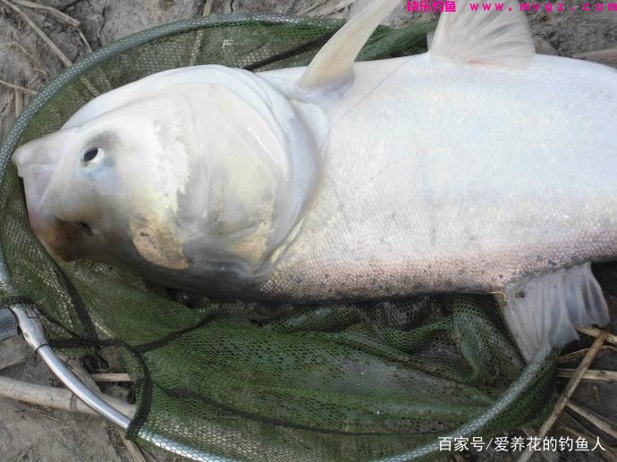 浮钓鲢鳙的关键方法