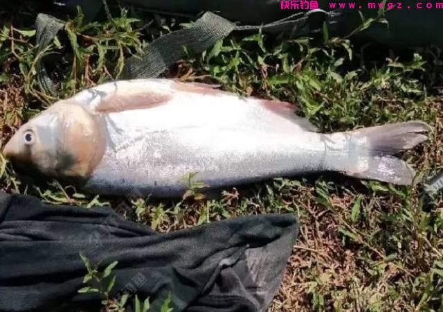 水库钓鲢鳙，不能错过的4种钓位！（推荐）