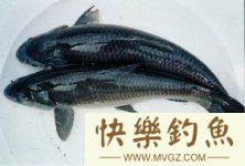 如何在冬天钓青鱼的一些技巧分享