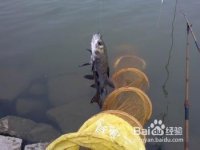 如何钓鱼系列之如何垂钓青鱼（习性钓法）