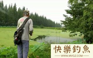 包食台钓中层鱼草鱼青鱼鳊鱼分析