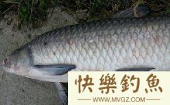 春钓大青鱼的三个要素（时机、饵料、钓法）