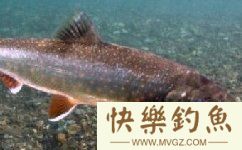 想要钓青鱼的进来看看 钓青鱼使用技法