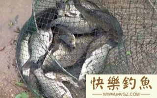 深秋钓大青鱼钓具饵料钓位的选择技巧