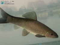 钓青鱼咬钩的浮漂标相特征详解