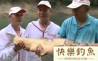 钓青鱼的基本注意事项和垂钓技巧