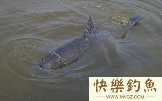 坑塘春钓青鱼的三个诀窍