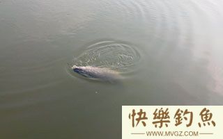 初春坑塘钓青鱼技巧（钓位、饵料、装备）