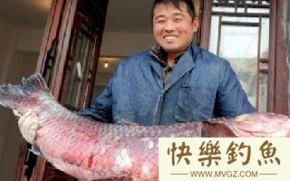 实战浅水区用螺蛳垂钓青鱼的总结