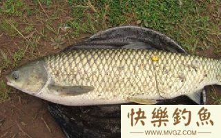 金秋季节水库守钓鲤鱼草鱼青鱼技巧