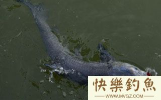 垂钓大青鱼的选点配饵技巧及注意事项