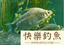 鲂鱼(武昌鱼、团头鲂、鳊鱼)垂钓技巧和方