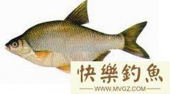 详细了解如何钓好鳊鱼的技巧详解