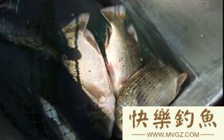 钓鳊鱼技巧大全以及鳊鱼的介绍