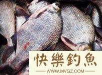 钓鳊鱼的小技巧推荐