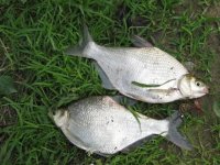 传统钓法如何钓鳊鱼的一些技巧