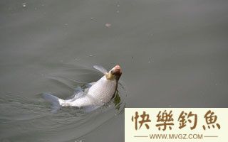 初探三春时节钓鳊鱼技法