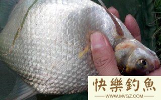 三种野钓鳊鱼的钓鱼方法和技巧