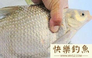 秋钓鳊鱼的线组搭配与钓技钓法